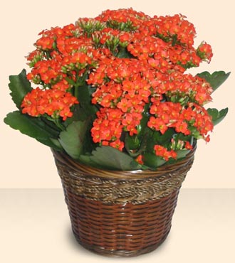 ankara ieki Kzlcahamam ucuz iek gnder  Large Kalanchoe in Basket