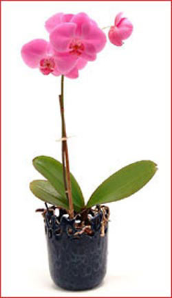 Ankara Kzlcahamam hediye iek yolla  Phalaenopsis Orchid Plant