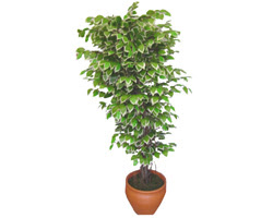 Ficus zel Starlight 1,75 cm  Kzlcahamam ankara nternetten iek siparii 