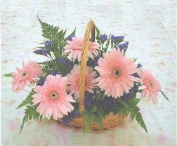 gerbera ieklerinde sepet  Kzlcahamam cicek , cicekci 