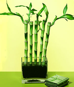 ankara iek yolla Kzlcahamam ieki telefonlar  Good Harmony Lucky Bamboo camda