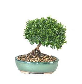 ithal bonsai saksi iegi Kzlcahamam iek gnderme sitemiz gvenlidir 