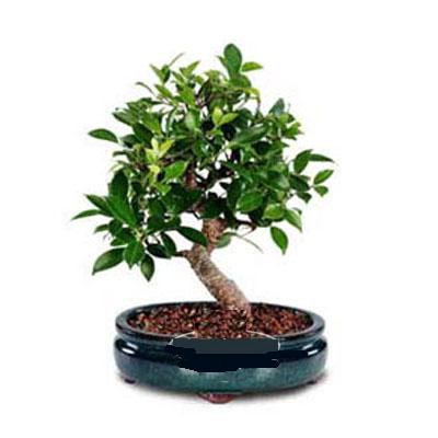 ithal bonsai saksi iegi Kzlcahamam ankara iek maazas , ieki adresleri 