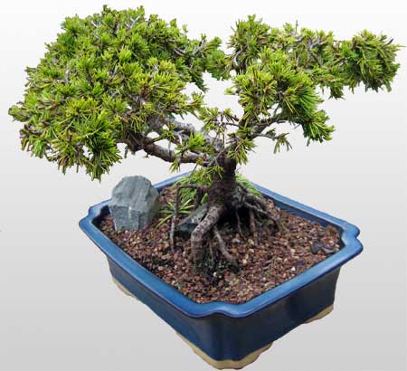 ithal bonsai saksi iegi ieki Kzlcahamam iek servisi , ieki adresleri 