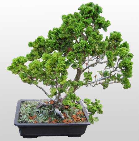 ithal bonsai saksi iegi Kzlcahamam iek siparii vermek 