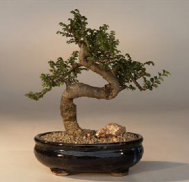 ithal bonsai saksi iegi Kzlcahamam ankara iek siparii iek gnderme 