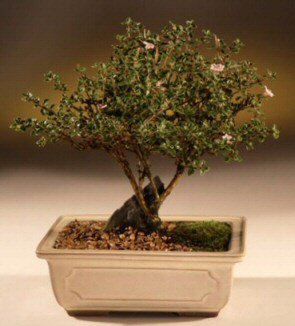 ithal bonsai saksi iegi Ankara Kzlcahamam hediye iek yolla 