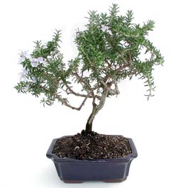 ithal bonsai saksi iegi Kzlcahamam Ankara iek gnder uluslararas iek gnderme 