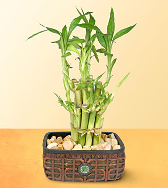 Lucky Bamboo  saksi iegi Ankara Kzlcahamam iek yolla , iek gnder , ieki  