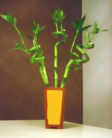 Lucky Bamboo 5 adet vazo ierisinde Ankara Kzlcahamam kaliteli taze ve ucuz iekler 