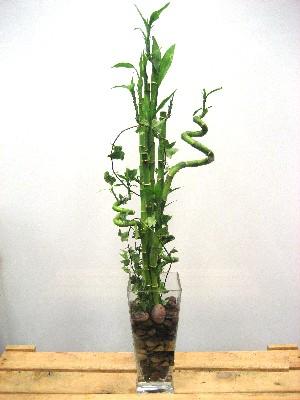 Lucky Bamboo sans melegi iegi Kzlcahamam ankara nternetten iek siparii 