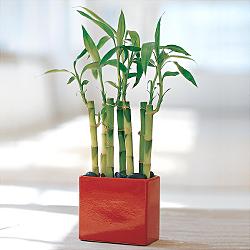 Lucky Bamboo sans melegi iegi Kzlcahamam ankara internetten iek sat 