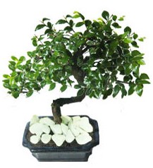 9 yasinda Bonsai agaci Kzlcahamam ankara internetten iek sat 