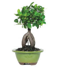 Bonsai saks iei Kzlcahamam ankara iek maazas , ieki adresleri 