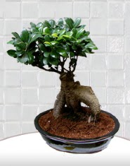 saks iei japon aac bonsai Kzlcahamam ieki maazas 