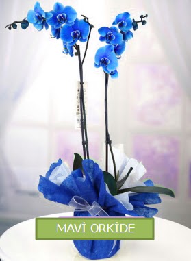 2 dall mavi orkide Kzlcahamam ankara iekleri gvenli kaliteli hzl iek 