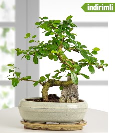 S eklinde ithal gerek bonsai japon aac Ankara Kzlcahamam kaliteli taze ve ucuz iekler 