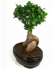 Bonsai saks bitkisi japon aac Kzlcahamam ankara iek maazas , ieki adresleri 