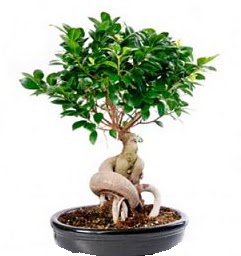 Bonsai Japon aac saks bitkisi Kzlcahamam ankara iek siparii iek gnderme 