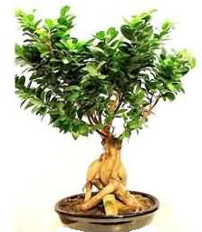 Bonsai Japon aac saks bitkisi Kzlcahamam ankara iek maazas , ieki adresleri 