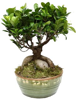 Japon aac bonsai saks bitkisi Kzlcahamam iek siparii vermek 