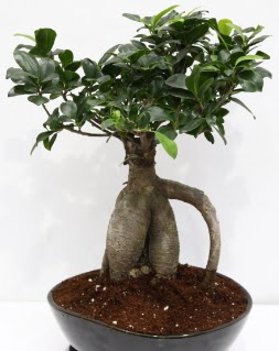 Japon aac bonsai saks bitkisi Kzlcahamam cicek , cicekci 