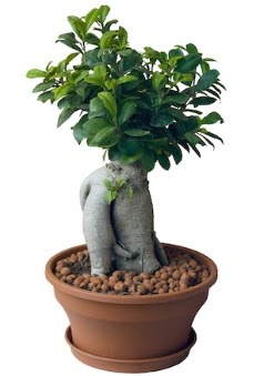 Japon aac bonsai saks bitkisi Ankara Kzlcahamam cicekciler , cicek siparisi 