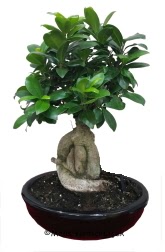 Japon aac bonsai saks bitkisi Kzlcahamam Ankara hediye sevgilime hediye iek 