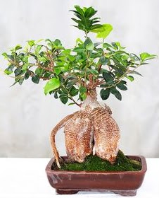 Japon aac bonsai saks bitkisi Kzlcahamam Ankara hediye sevgilime hediye iek 