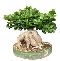 Japon aac bonsai saks bitkisi Ankara Kzlcahamam cicekciler , cicek siparisi 