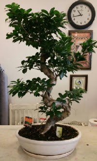 100 cm yksekliinde dev bonsai japon aac Kzlcahamam iek siparii vermek 