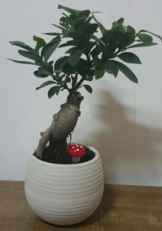 Bonsai japon aac saks iei Ankara Kzlcahamam online iek gnderme sipari 