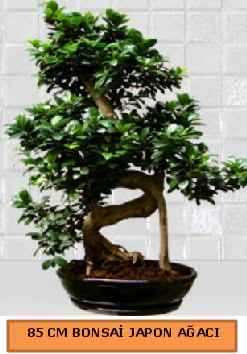 85 CM Japon aac Bonsai saks bitkisi Kzlcahamam Ankara hediye sevgilime hediye iek 