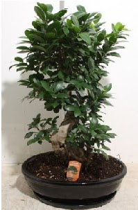 75 CM Ginseng bonsai Japon aac Kzlcahamam iek online iek siparii 