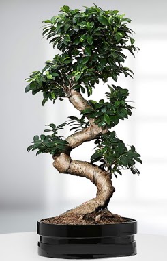 90 CM Japon Aac Bonsai saks iei Ankara Kzlcahamam iek siparii sitesi 