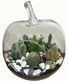 Terrarium tanzim elma camda 5 kakts Kzlcahamam ankara iek maazas , ieki adresleri 