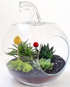 Elma Terrarium orta boy 5 kakts Ankara Kzlcahamam kaliteli taze ve ucuz iekler 