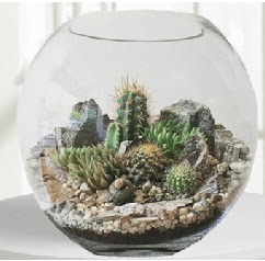 Cam fanus Terrarium 5 kakts Ankara Kzlcahamam hediye iek yolla 