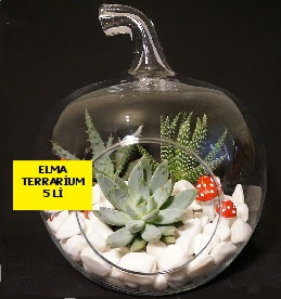 5 kaktsl Elma terrarium orta boy Ankara Kzlcahamam iek yolla , iek gnder , ieki  