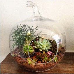 Orta boy elma terrarium 3 kaktsl Ankara Kzlcahamam kaliteli taze ve ucuz iekler 