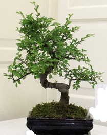 Bonsai saks iei Kzlcahamam ankara iek siparii iek gnderme 