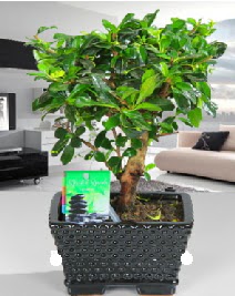 Bonsai japon aac saks bitkisi Ankara Kzlcahamam 14 ubat sevgililer gn iek 