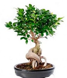 Bonsai japon aac seramik iinde Kzlcahamam ankara iekleri gvenli kaliteli hzl iek 