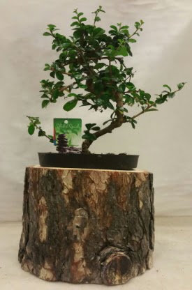 Doal ktk iinde bonsai japon aac Kzlcahamam iek siparii vermek 