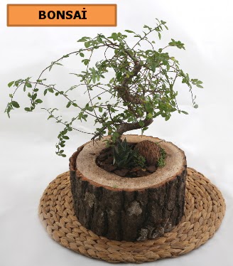 Doal aa ktk ierisinde bonsai bitkisi Ankara Kzlcahamam online iek gnderme sipari 