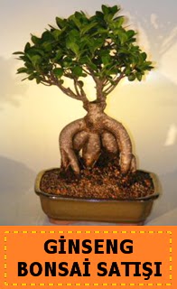 Ginseng bonsai sat japon aac Kzlcahamam ankara nternetten iek siparii 