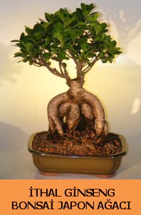 thal japon aac ginseng bonsai sat Kzlcahamam iek siparii vermek 