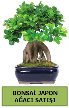 Bonsai japon aac sat Ankara Kzlcahamam 14 ubat sevgililer gn iek 