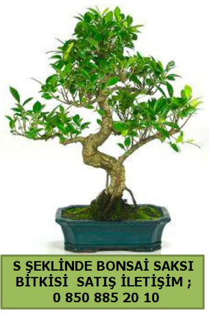 thal S eklinde dal erilii bonsai sat Ankara Kzlcahamam cicekciler , cicek siparisi 