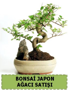 Bonsai japon  aac sat Minyatr thal Kzlcahamam ankara ieki telefonlar yurtii ve yurtd iek siparii 